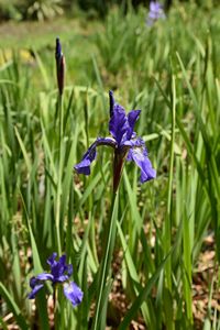 Iris siberica New Hybrids